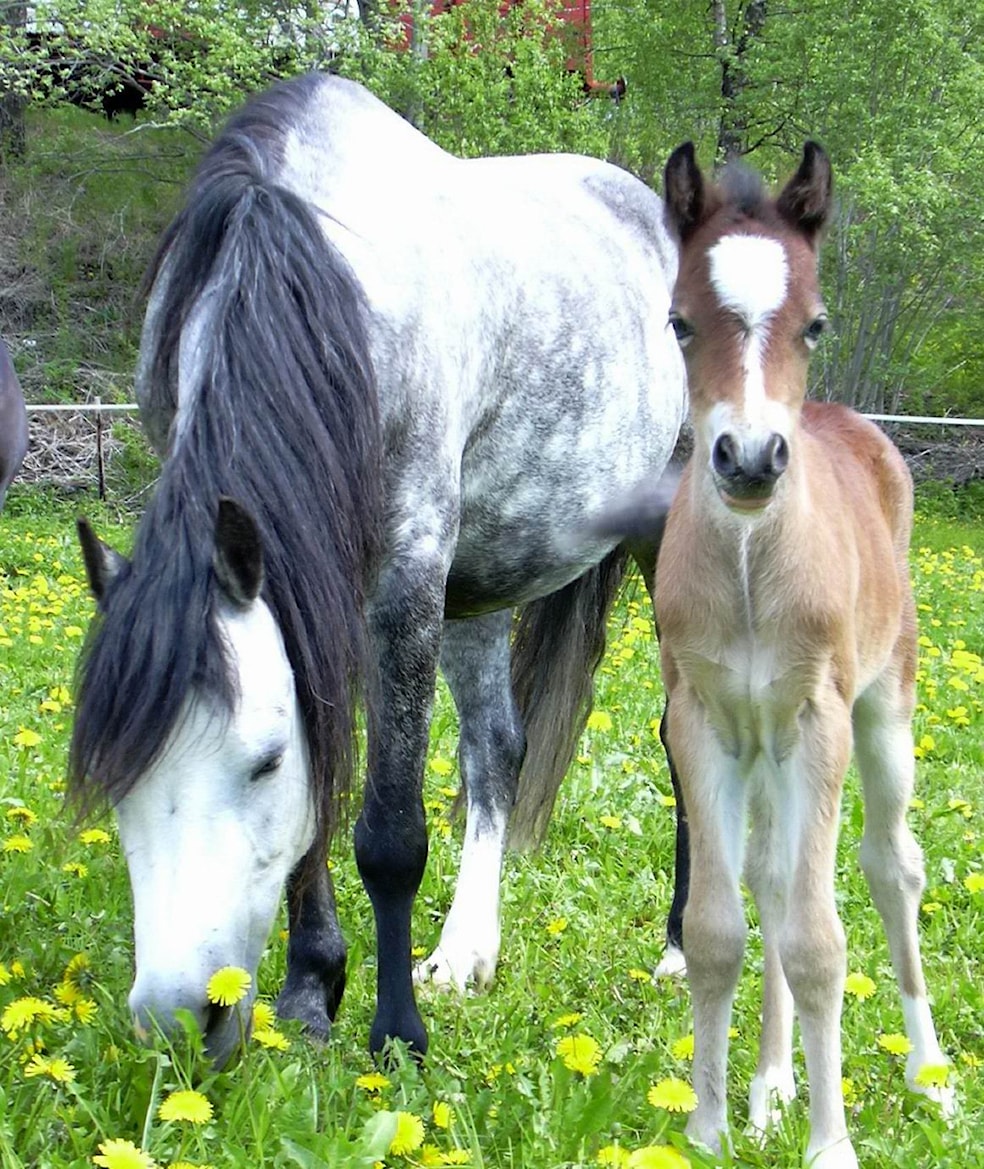 Stevneklar hest og rytter?